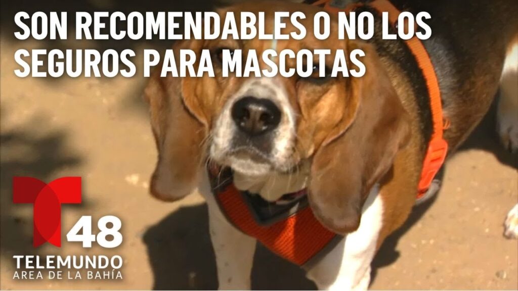 Planes médicos para mascotas con mensualidad