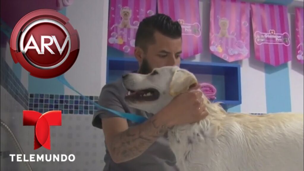 Suscripción a servicios de grooming para perros y gatos