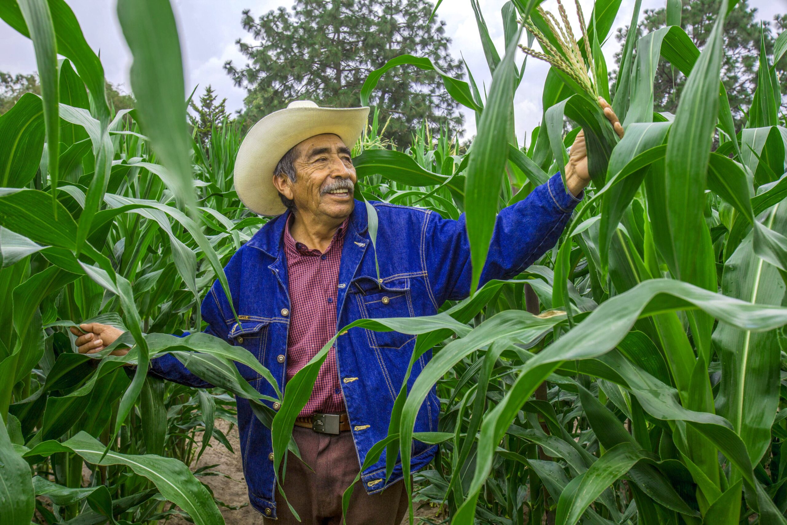 El Gobierno limita el apoyo a agricultores de maíz en México