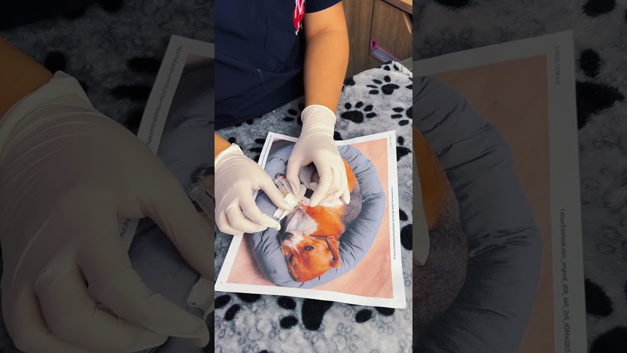 Consultas veterinarias programadas con modelo recurrente